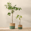 GALILEA-CESTA-D NATURAL-0