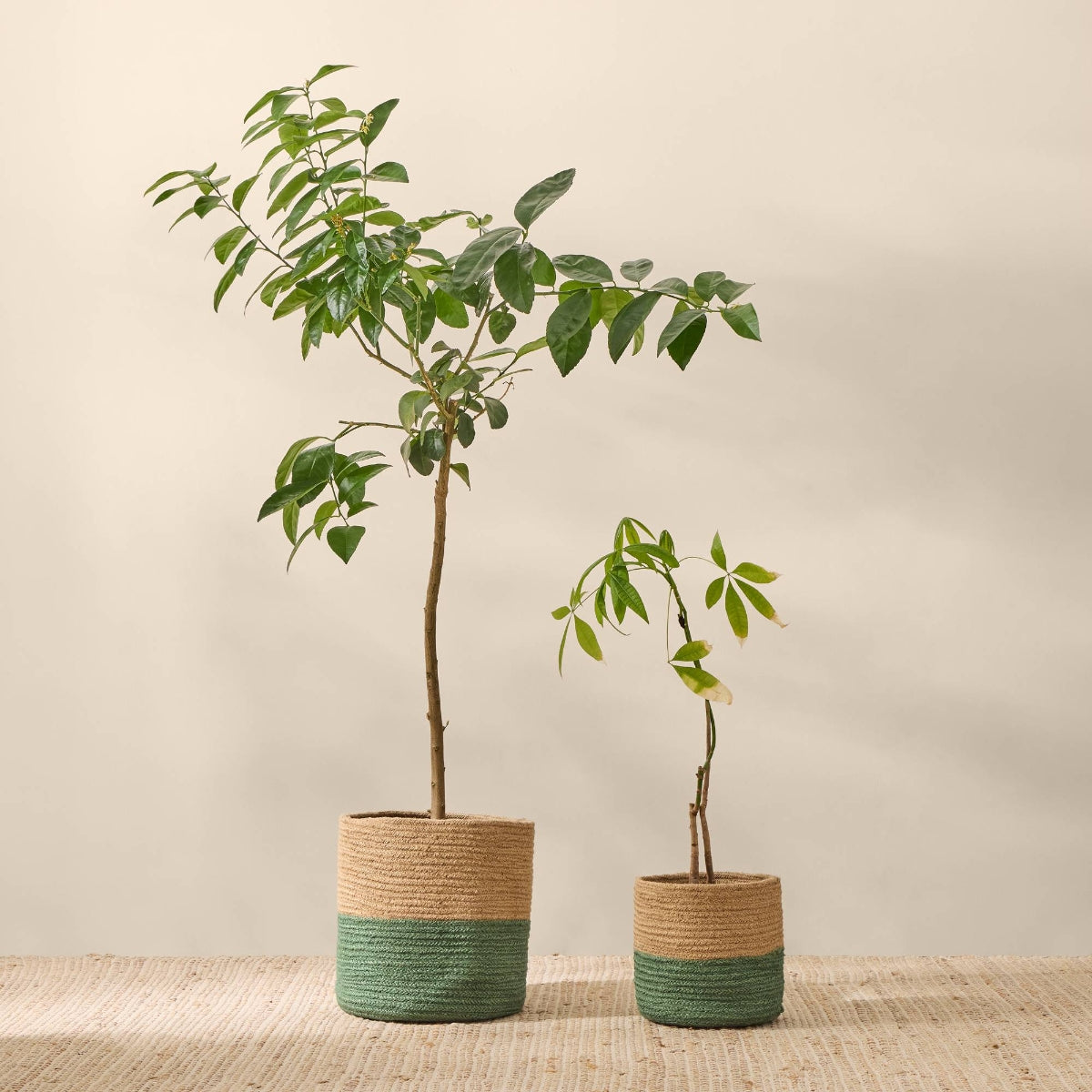 GALILEA-CESTA-D NATURAL-0