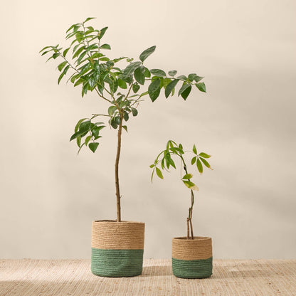 GALILEA-CESTA-D NATURAL-0