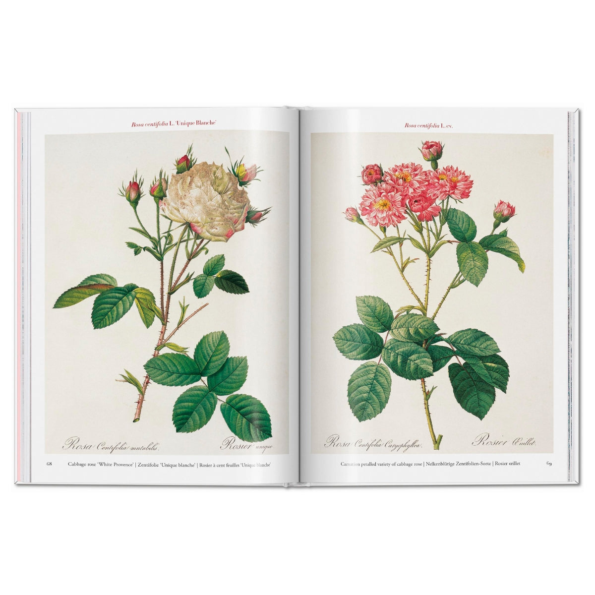 Illustrated book Les Roses Roses white color – Textura Interiors