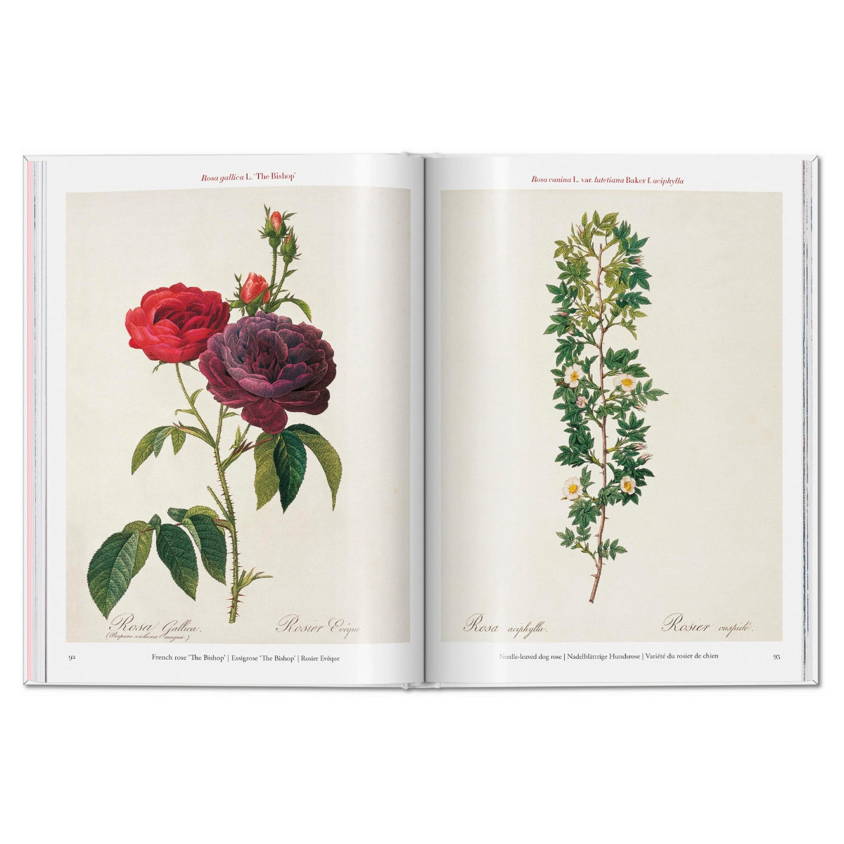 Illustrated book Les Roses Roses white color – Textura Interiors