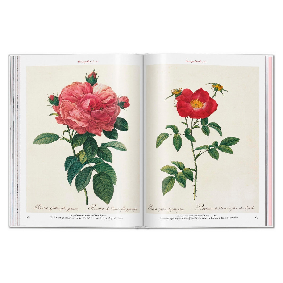 ROSES-LIBRO-D BCO-6