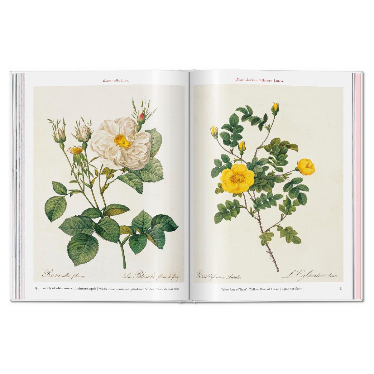 ROSES-LIBRO-D BCO-5